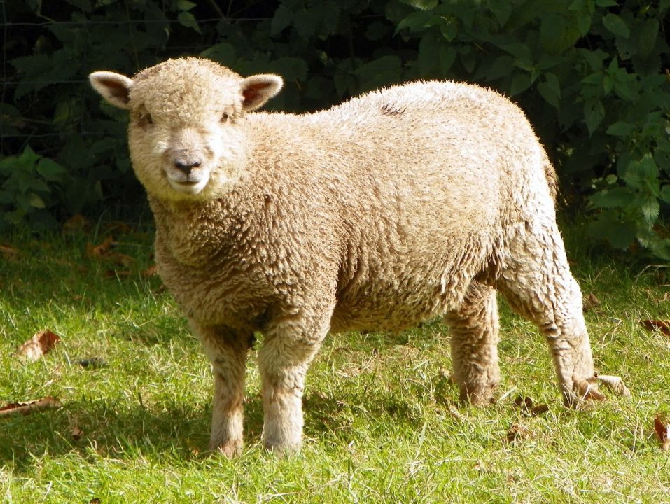 Sheep Photos