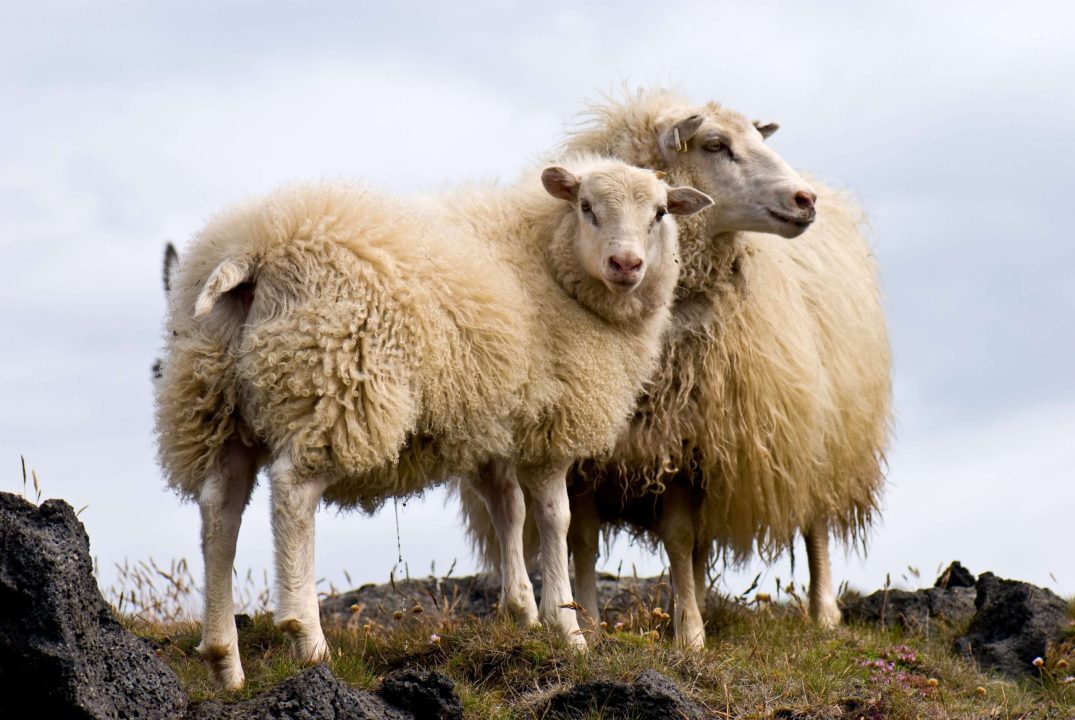 Sheep Pictures