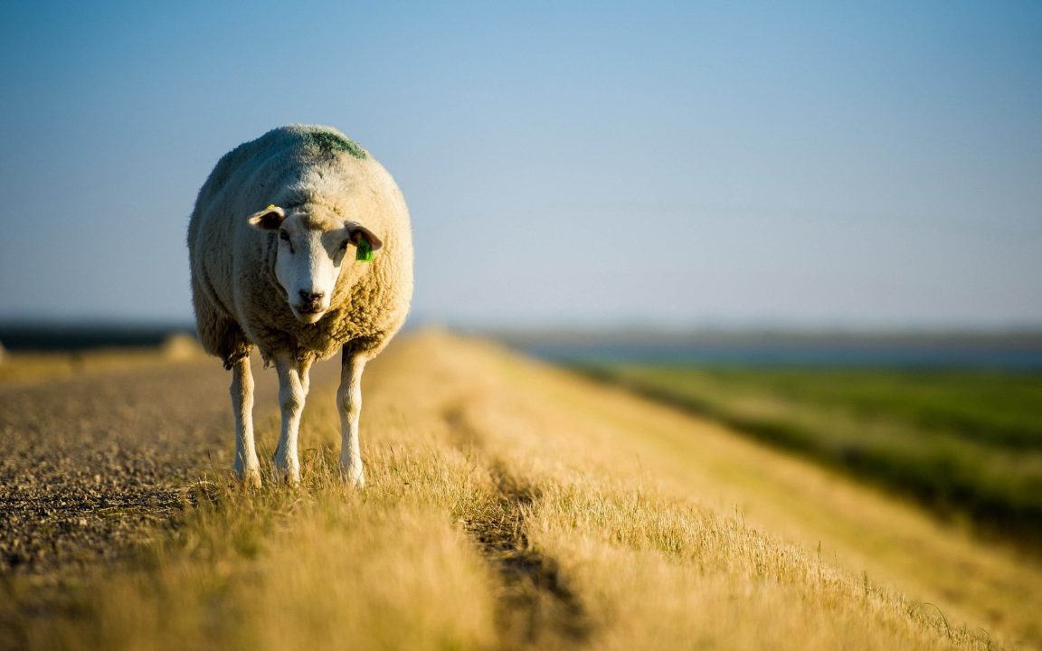 Sheep images