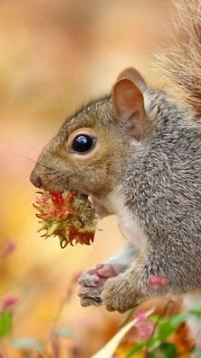 Squirrel Android Wallpapers