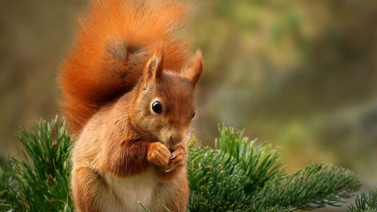 Squirrel Desktop Wallpapers