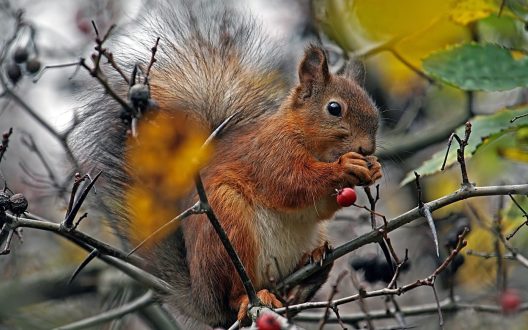 Squirrel High Definition