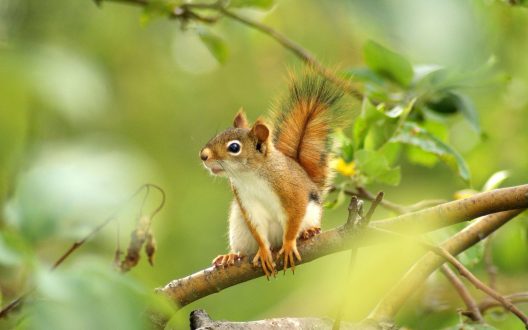 Squirrel Laptop Wallpapers