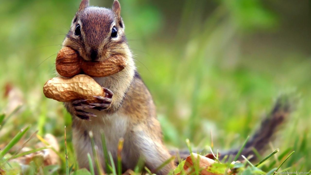 Squirrel PC Wallpapers