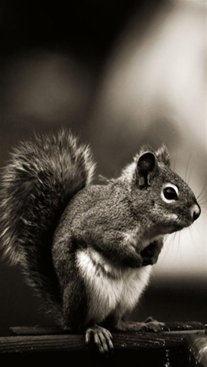 Squirrel Photos
