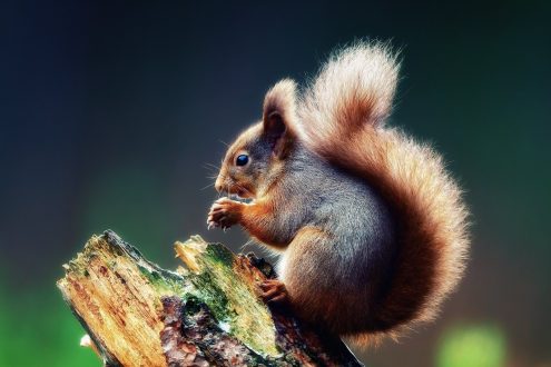 Squirrel Wallpapers 2