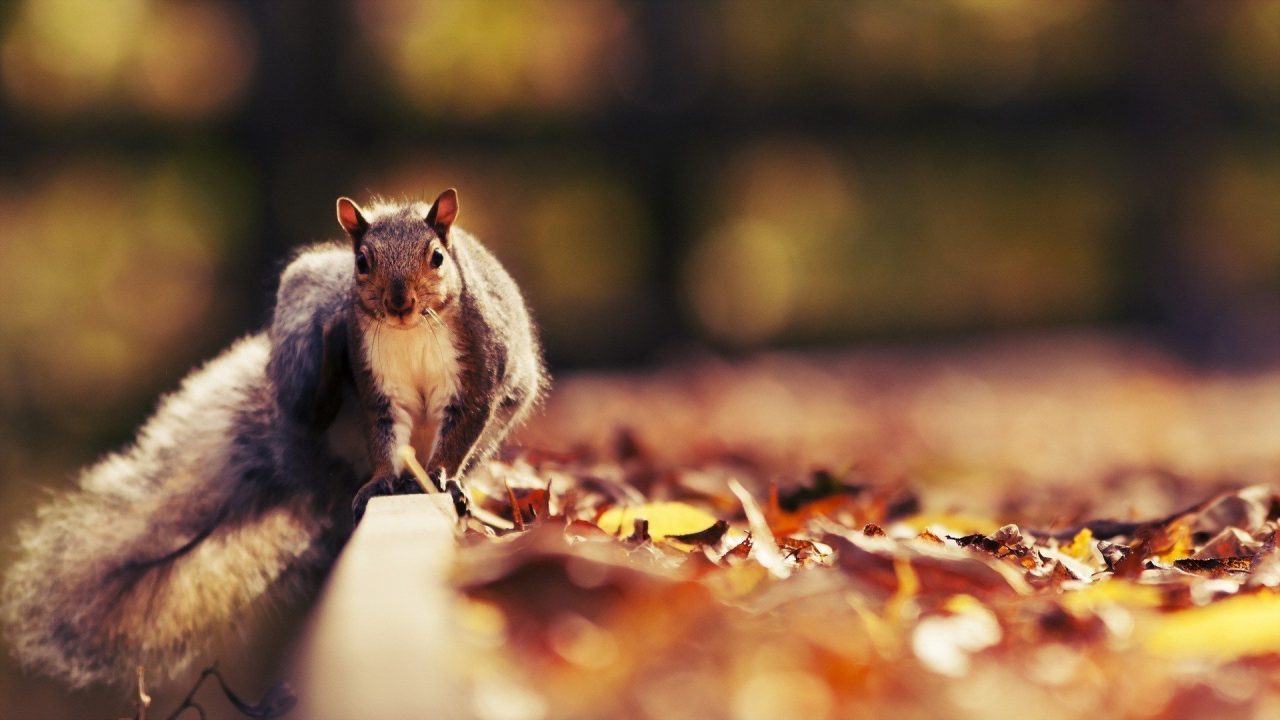 Squirrel Wallpapers 3