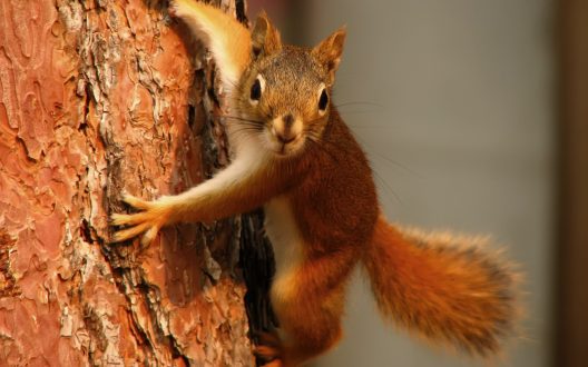 Squirrel Wallpapers 4