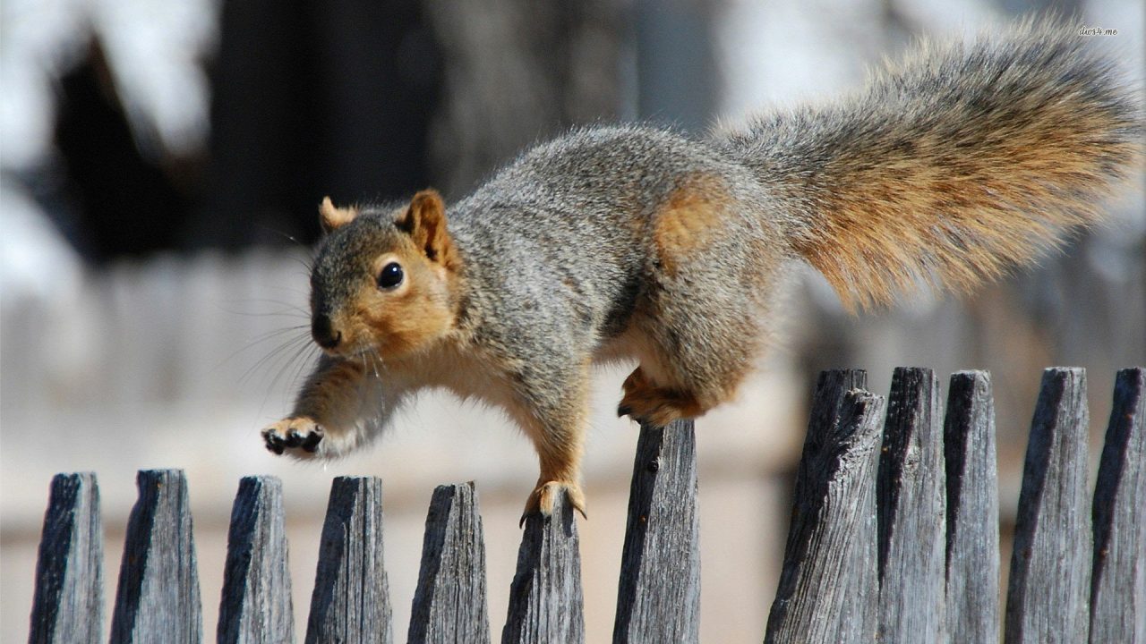 Squirrel Wallpapers 5