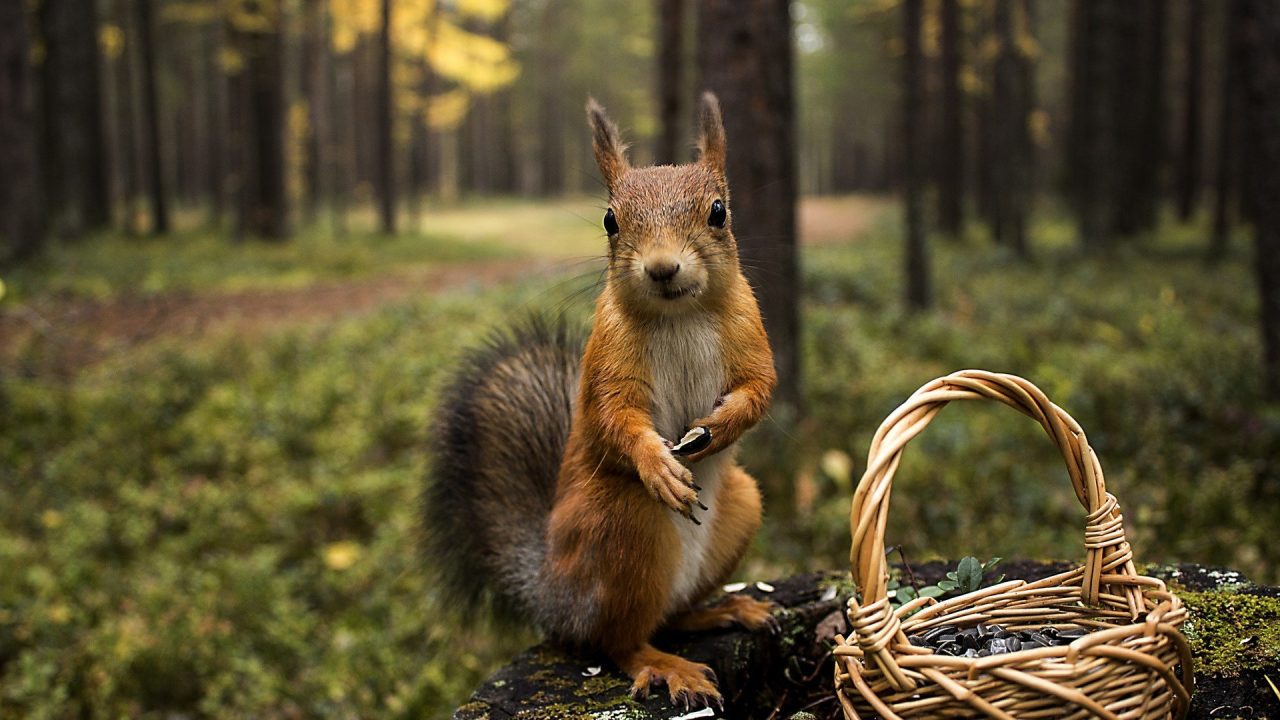 Squirrel Wallpapers for Windows