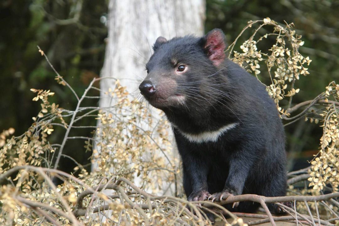 Tasmanian Devil 2