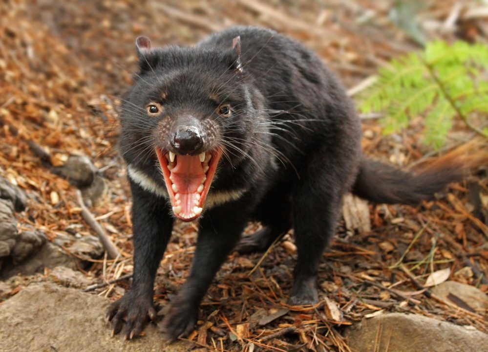 Tasmanian Devil 3