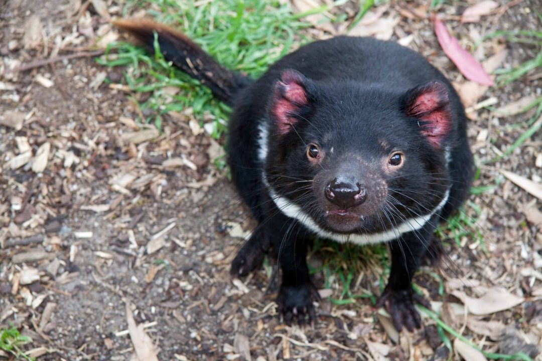 Tasmanian Devil 4