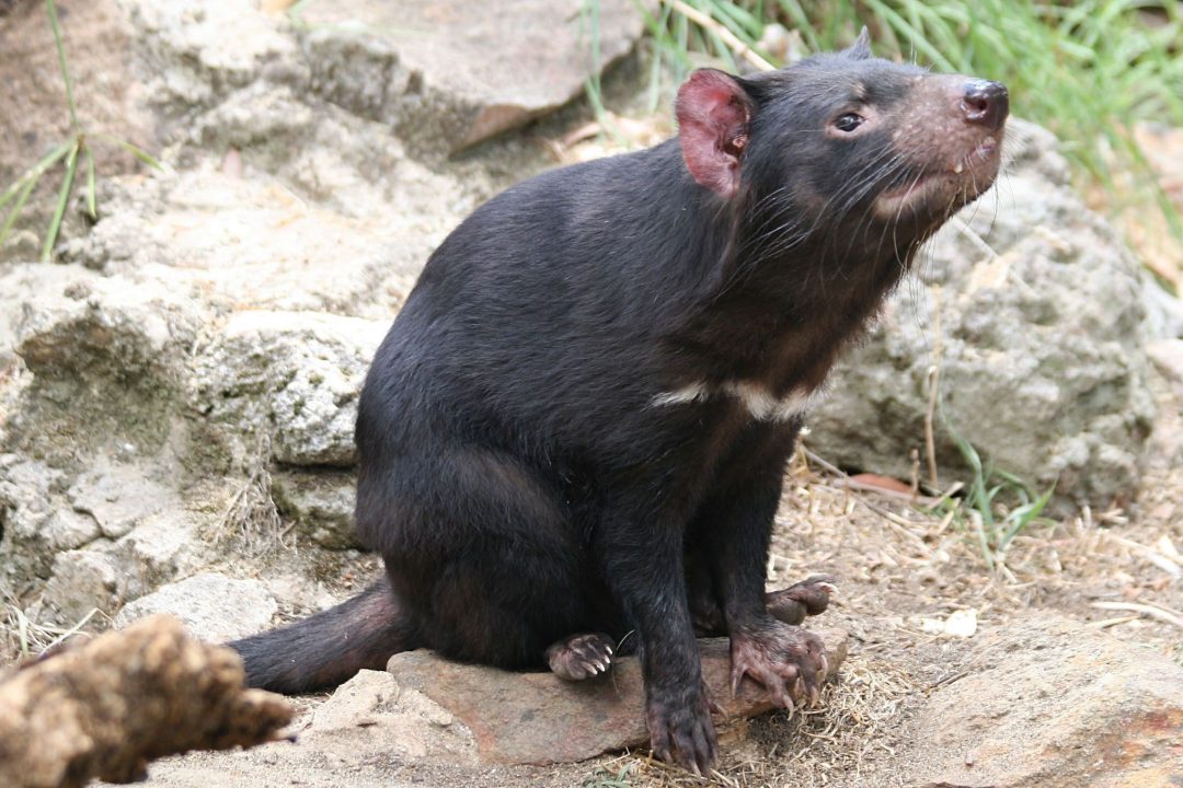 Tasmanian Devil 5