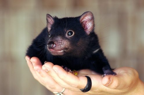 Tasmanian Devil Background image