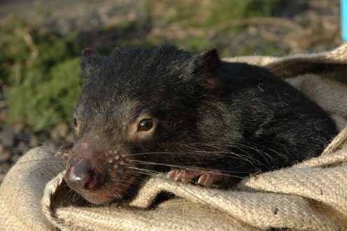 Tasmanian Devil Computer Wallpapers