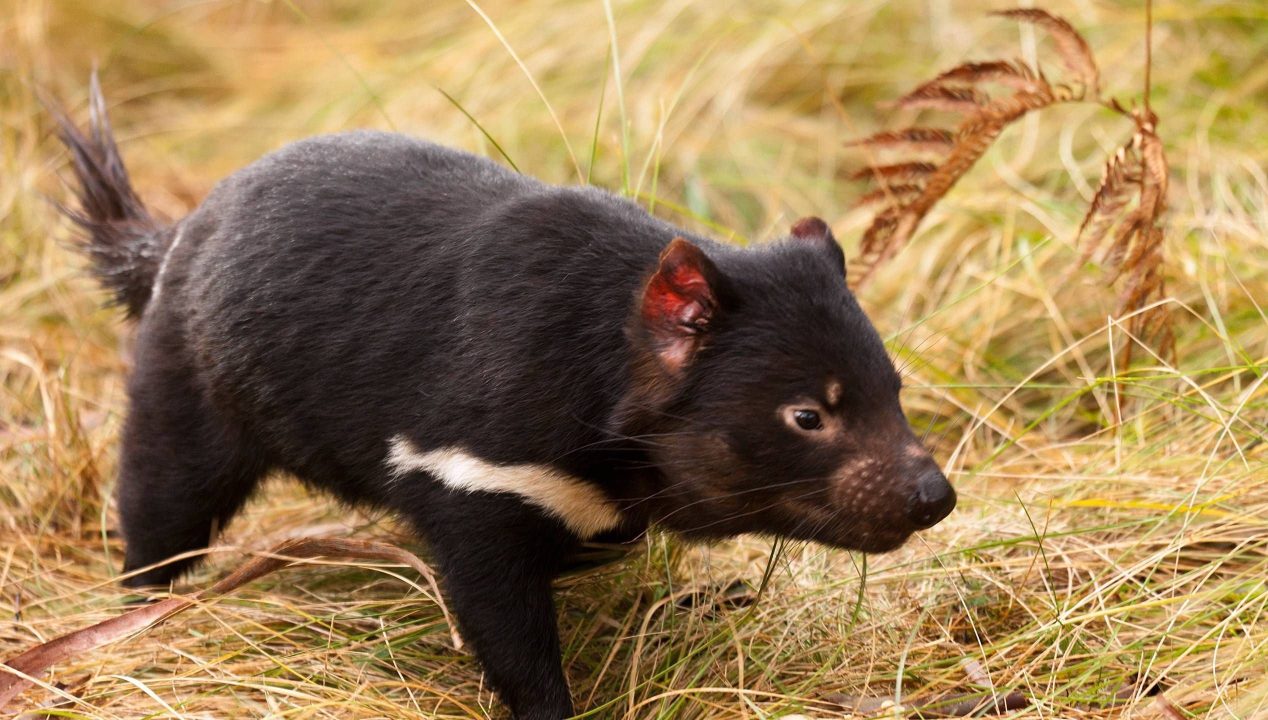 Tasmanian Devil Photos