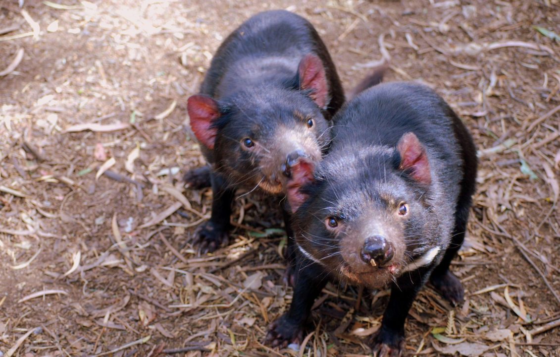 Tasmanian Devil Pictures