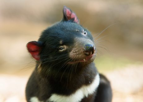 Tasmanian Devil Wallpapers 2