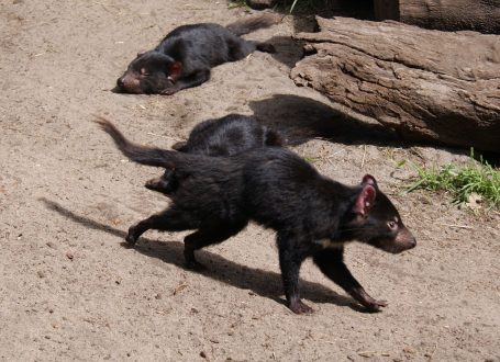 Tasmanian Devil Wallpapers