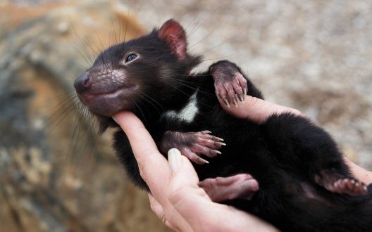 Tasmanian Devil images