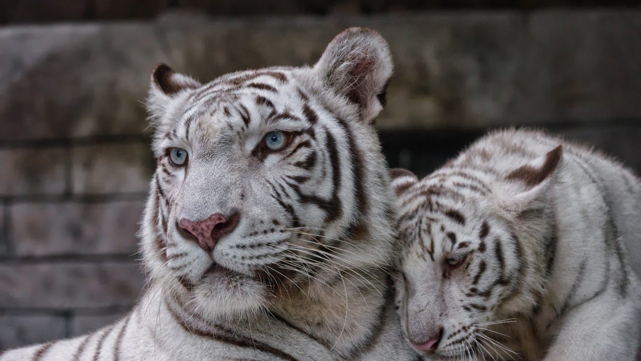 White Tiger 11