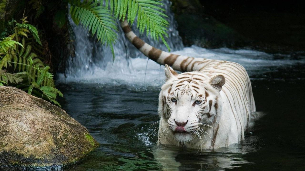 White Tiger 12