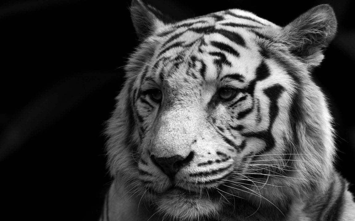 White Tiger 14