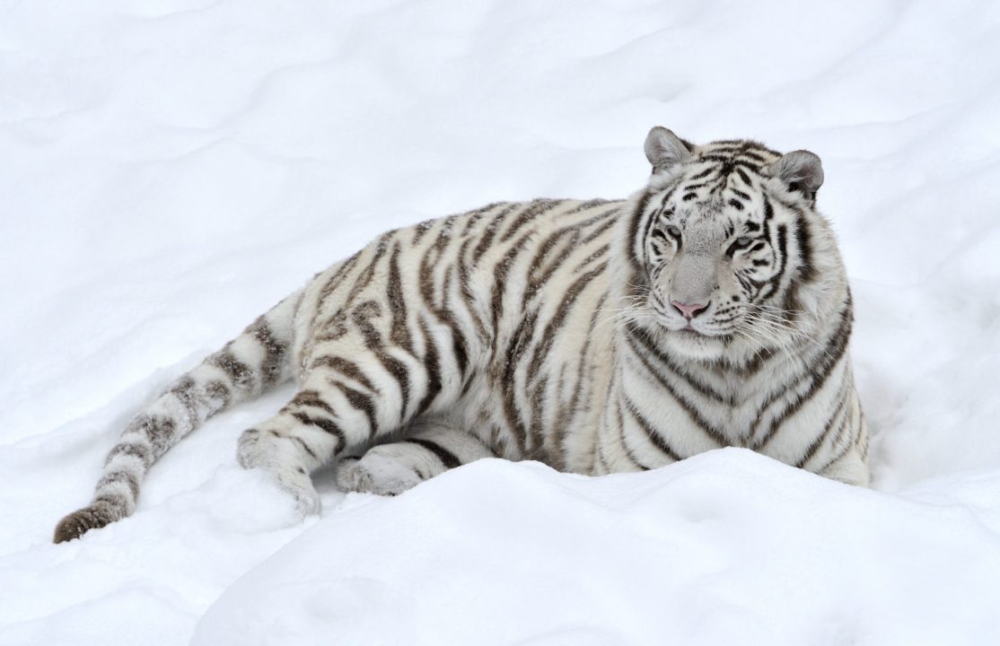 White Tiger 16
