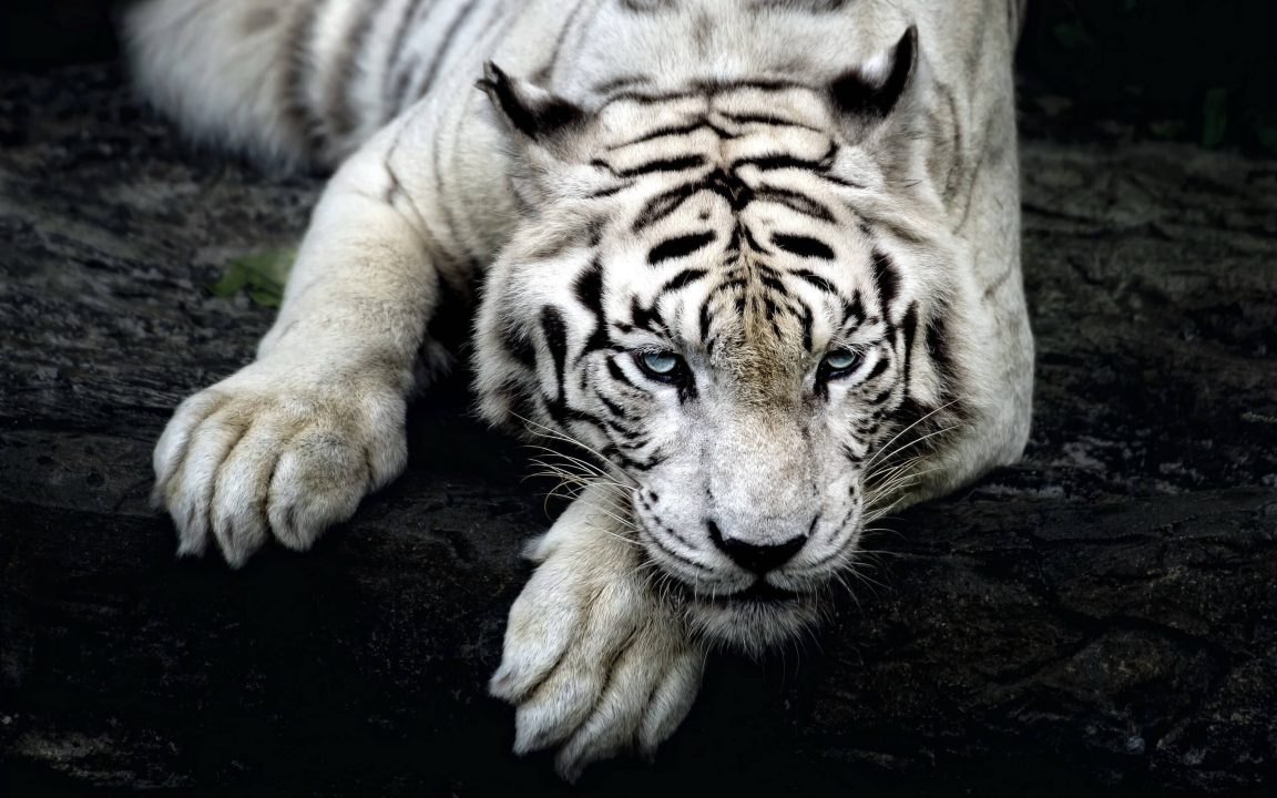 White Tiger 17