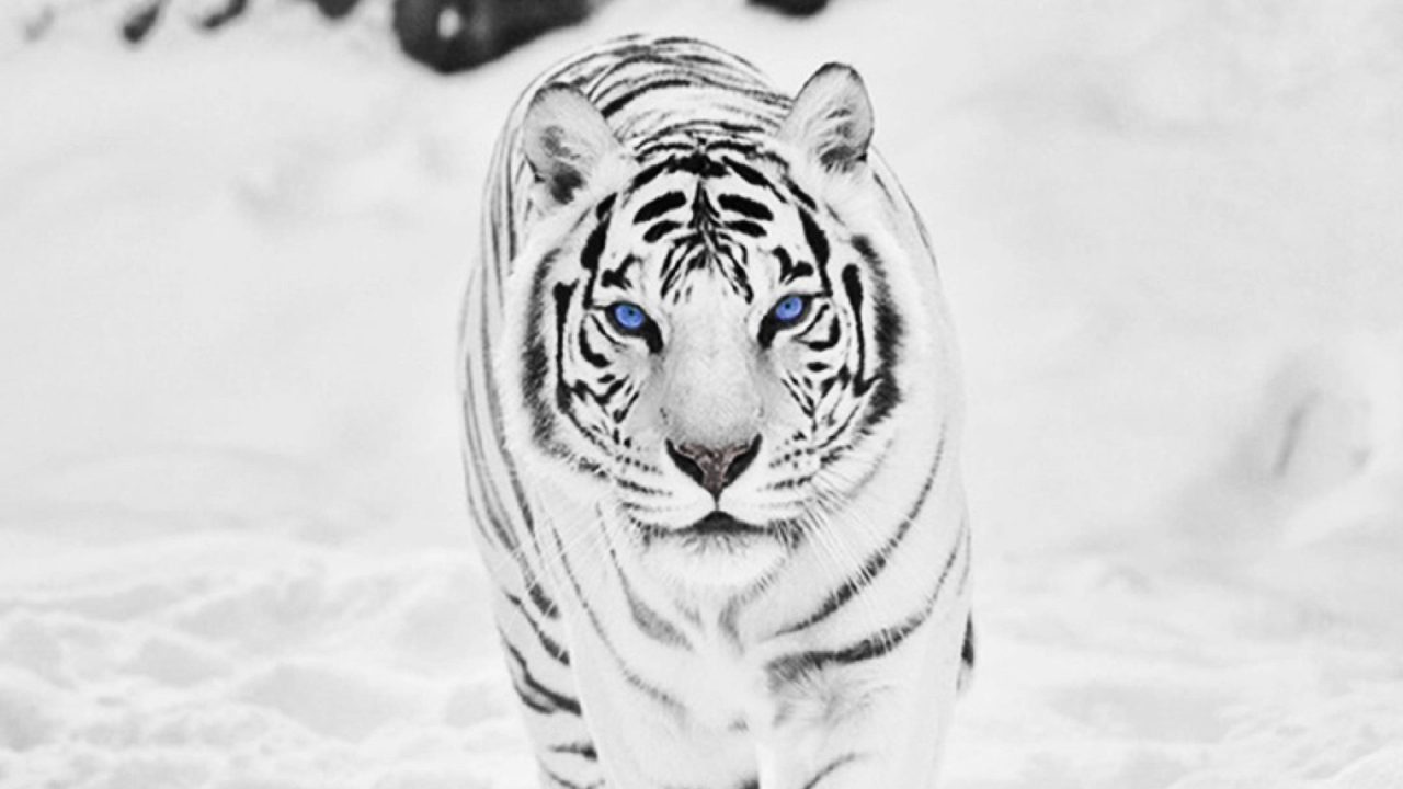 White Tiger 18