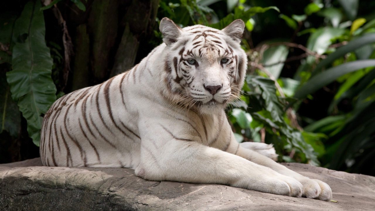 White Tiger 20