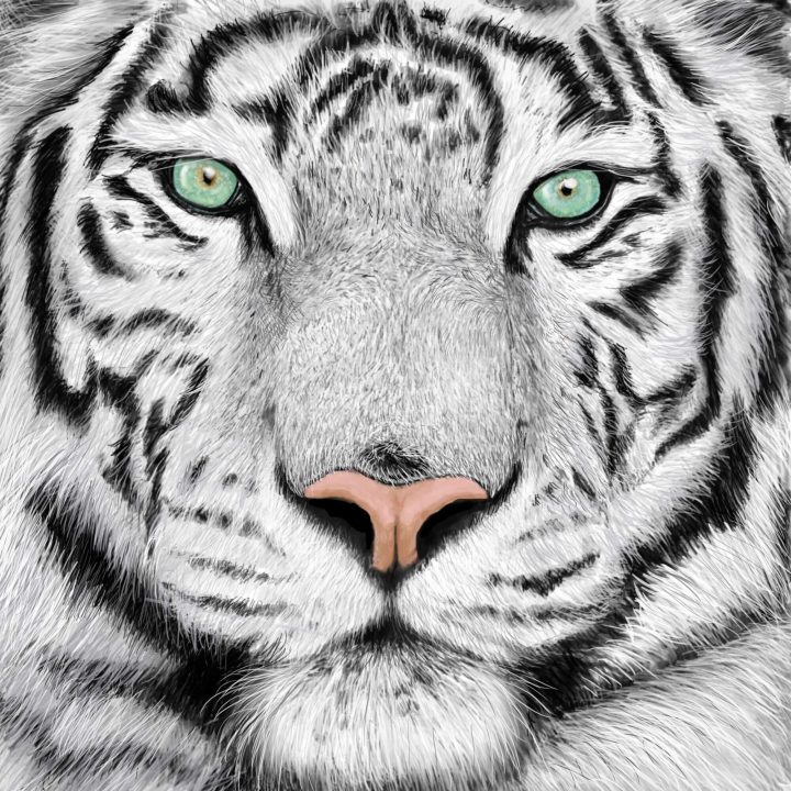 White Tiger 5