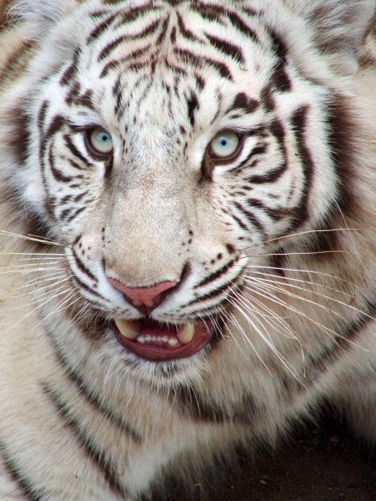 White Tiger 7