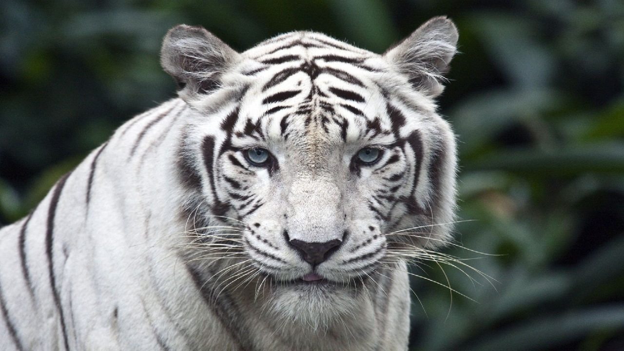 White Tiger 8