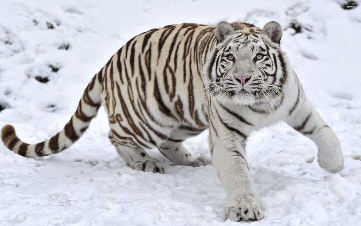 White Tiger 9