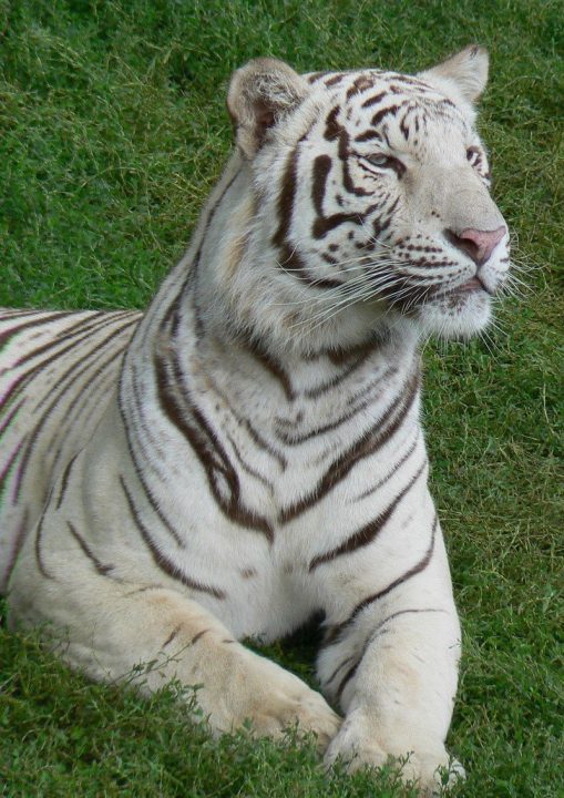 White Tiger Android Wallpapers