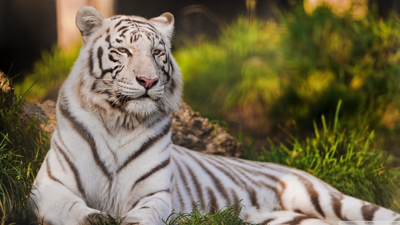 White Tiger Computer Wallpapers