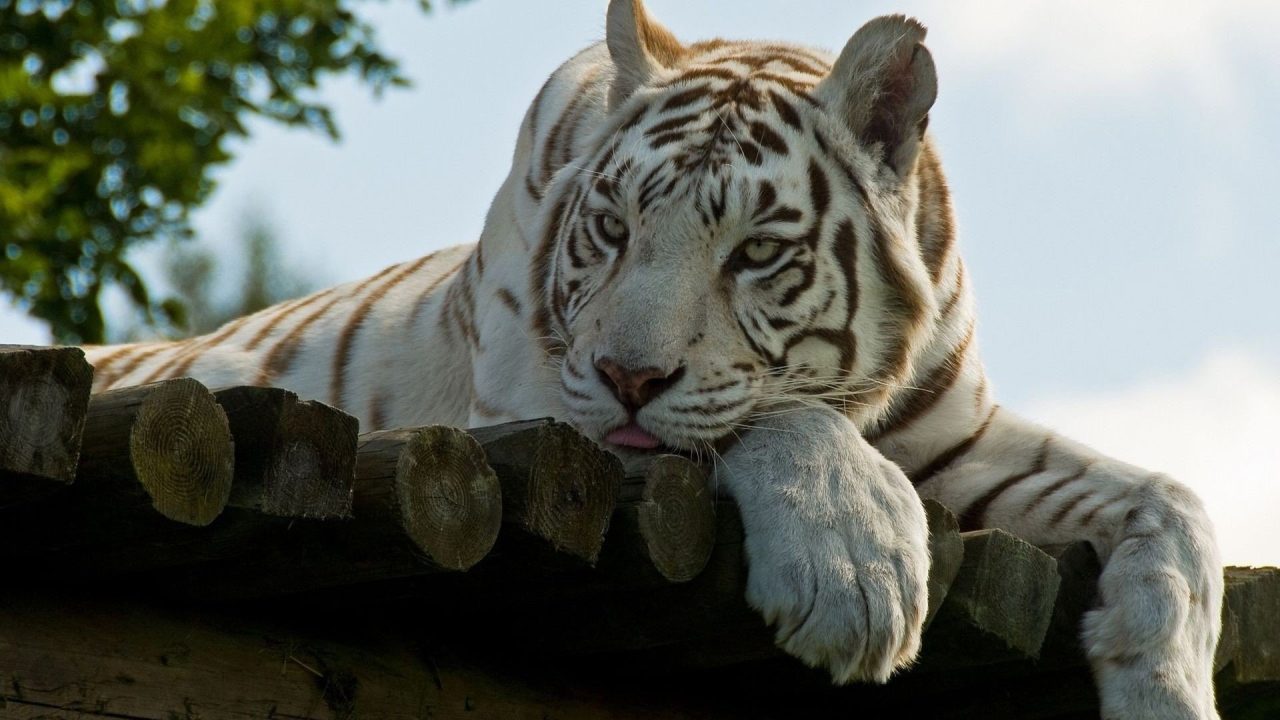 White Tiger Desktop