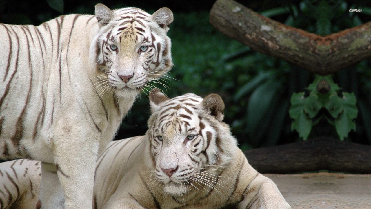 White Tiger High Definition Wallpapers