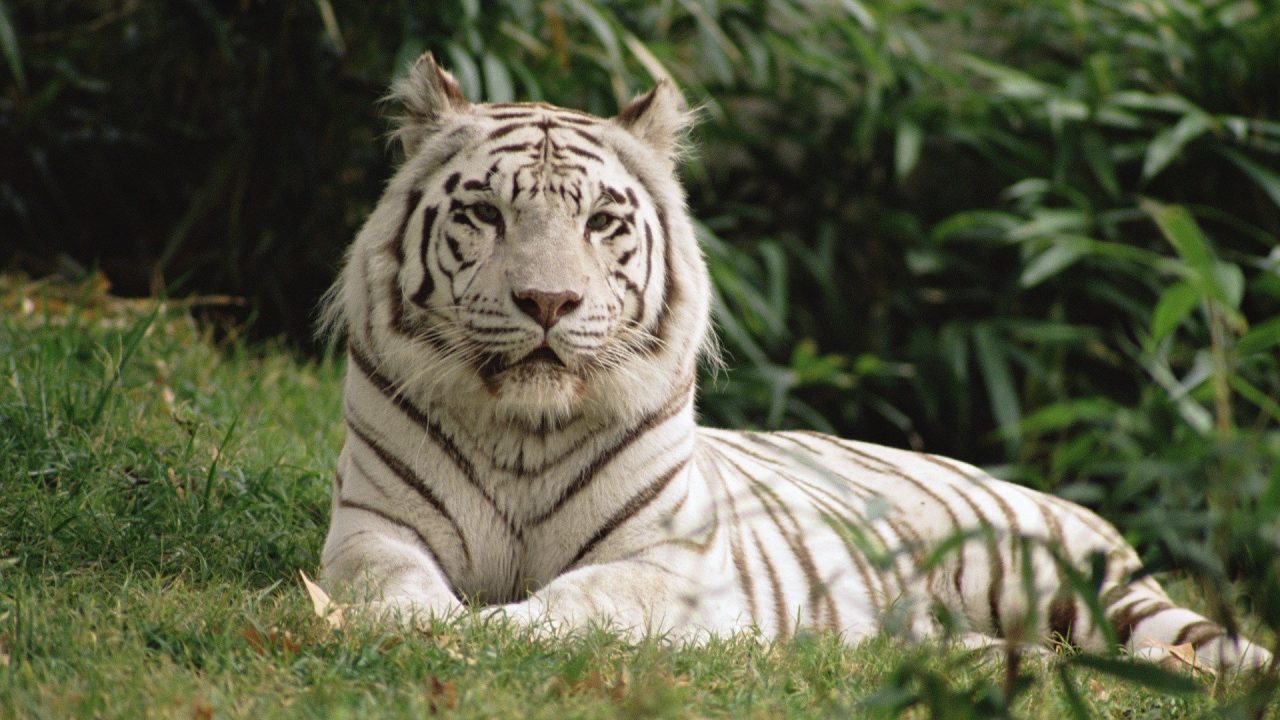 White Tiger High Quality