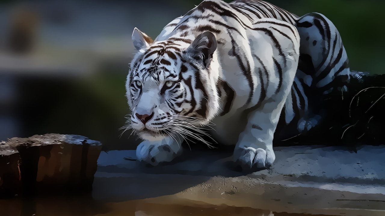 White Tiger Laptop Wallpapers