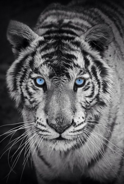 White Tiger Mobile Wallpapers
