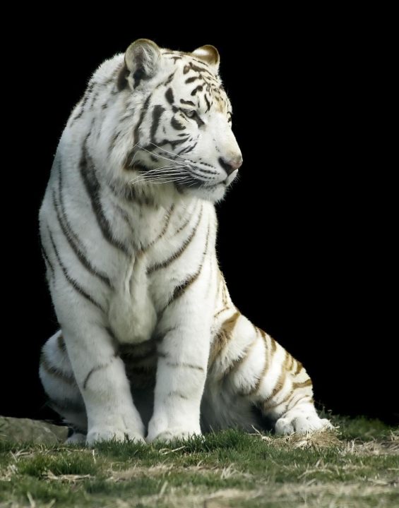 White Tiger Pics