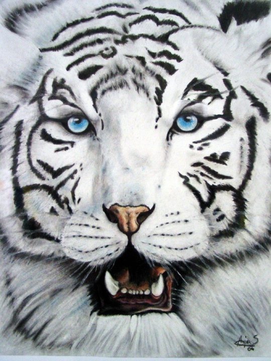 White Tiger Pictures