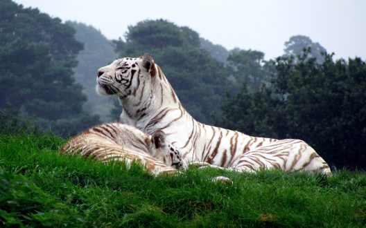 White Tiger Wallpapers 10