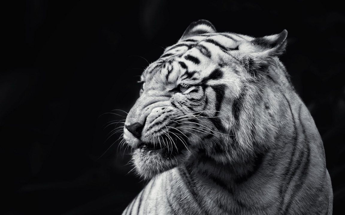 White Tiger Wallpapers