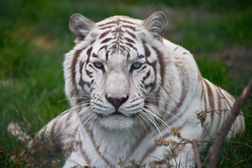White Tiger Wallpapers 2