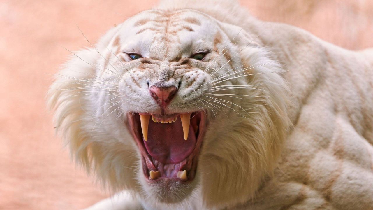 White Tiger Wallpapers 4