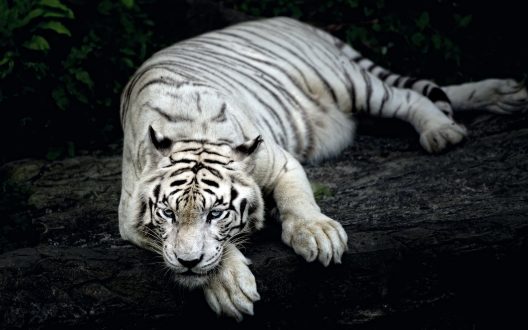 White Tiger Wallpapers 5